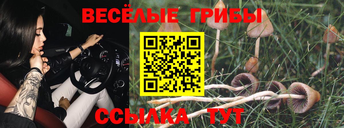 Галлюциногенные грибы мицелий  Псилоцибиновые грибы Psilocybe  Звенигород  Вход с VPN 